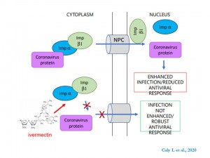 The FDA-approved Drug Ivermectin inhibits the replication of SARS-CoV-2 in vitro
